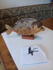 Piranha naturalisé brésil d'occasion  Badonviller