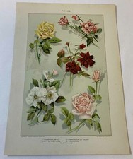 artwork rose for sale  Wilmington