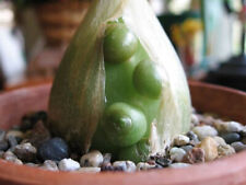 Unusual albuca bracteata for sale  Saratoga