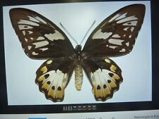 Entomologie ornithoptera priam d'occasion  Dreux
