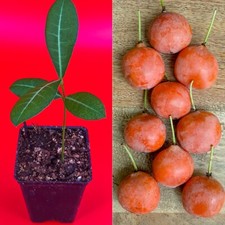 Imbe garcinia livingstonei for sale  Jupiter