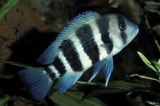 Frontosa cichlid live for sale  Chandler