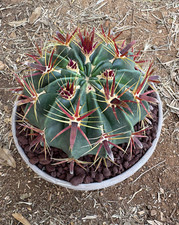 Ferocactus latispinus cactus usato  Menfi