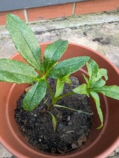 Hellebore foetidus plant for sale  PETERBOROUGH