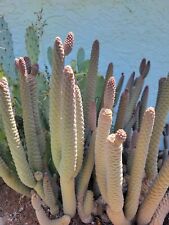Live pine cone for sale  Buckeye