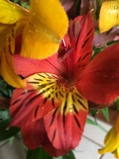 Gorgeous alstroemeria red for sale  Elk Grove