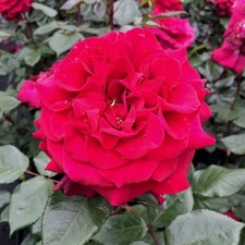 Duftende edelrose bellevue gebraucht kaufen  Deutschland