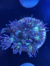 Glitter goniopora marine for sale  BOGNOR REGIS