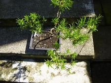 Magnifique bonsai romarin d'occasion  Urbès