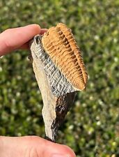 Nice fossil trilobite for sale  Coppell
