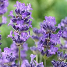 Lavender munstead plant for sale  LONDON