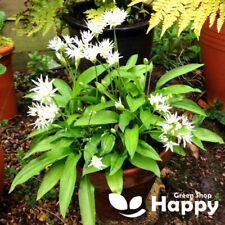 Herb wild garlic for sale  DONCASTER