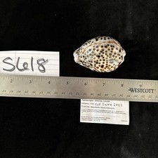 Cypraea tigrisspecial color for sale  Warner Robins