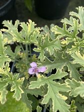 Pelargonium oderata peppermint for sale  SPALDING