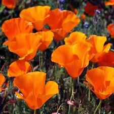 Usado, SEMENTES DE FLORES DE PAPOULA LARANJA CALIFÓRNIA Eschscholzia californica Aurantiaca Laranja comprar usado  Enviando para Brazil