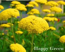 Yarrow cloth gold for sale  DONCASTER