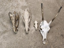 Trophäen konvolut rotwild gebraucht kaufen  Vilseck