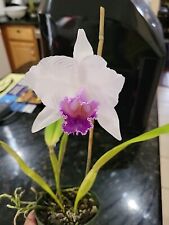 cattleya for sale  Apopka