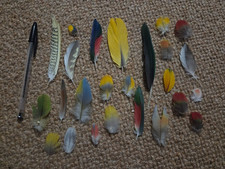 Multicolour naturally moulted for sale  HORNCASTLE