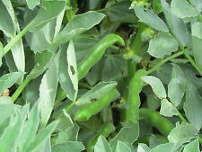 Organic broad bean for sale  SALISBURY