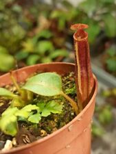 Nepenthes veitchii selektierte gebraucht kaufen  Zittau