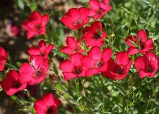 Scarlet flax seeds for sale  Deltona