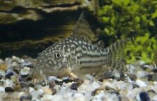 Corydora sterbai elegance d'occasion  Expédié en Belgium