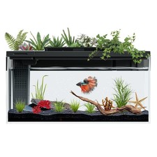 3.7 gallon betta for sale  Ashford