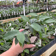 Florida spire columnar for sale  Wadsworth