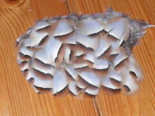 100 french partridge for sale  ABERDEEN