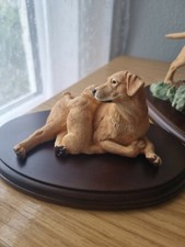 Labrador pups labrador for sale  UK