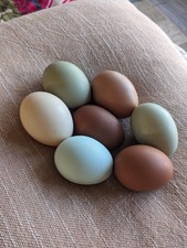 Olive eggers easter for sale  Mcloud