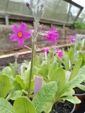 Purple candelabra primula for sale  HELSTON