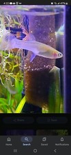 Minnow pond guppies for sale  North Las Vegas