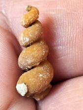 Turritella fossile b66 usato  Spedire a Italy