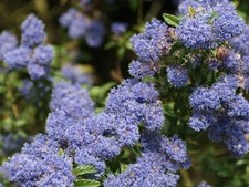 Ceanothus skylark california for sale  STOKE-ON-TRENT