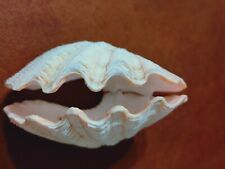Conchiglia shell tridacna usato  Piombino