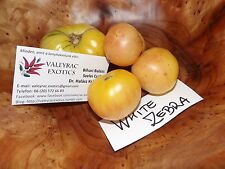 Tomato white zebra d'occasion  Expédié en Belgium