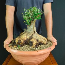 Pre bonsai esemplare usato  San Pancrazio Salentino