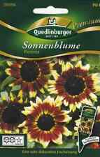 Sonnenblumen florenza pflanzen gebraucht kaufen  Düsternort