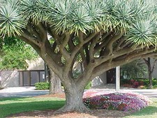 Dragon tree dracaena for sale  Elko