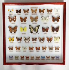 Collction british butterflies for sale  EASTLEIGH