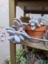 Graptopetalum amethystinum gé d'occasion  Cagnes-sur-Mer