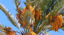 True date palm for sale  Elko