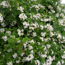 Rosa multiflora inermis d'occasion  Pouzauges