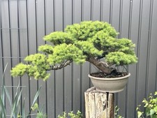 Bonsai fichte picea gebraucht kaufen  Landshut