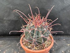 Ferocactus rectispinus vivaio usato  Massafra
