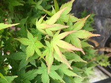 Japanese maple bihou for sale  Woodburn