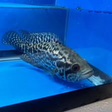Jaguar cichlid for sale  New Bedford