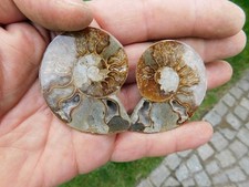 ammoniten madagaskar gebraucht kaufen  Limbach-Oberfrohna